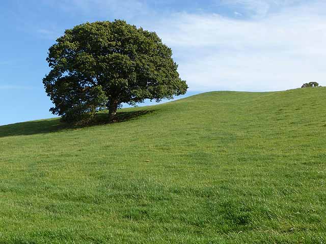 l'arbre celtique de la vie